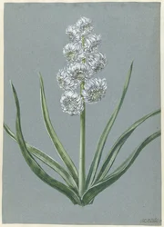 Hyacinthe Margrave Charles de Bade-Durlach
