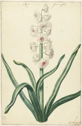 Jacinthe blanche