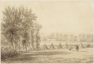 Champ de blé