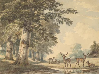Cerfs sous les hêtres en hiver