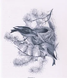 Becs-croisés, Nature en Grande-Bretagne publiée par Collins, 1946