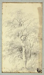 Arbre