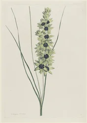 Iris africain (Ixia maculata viridis)