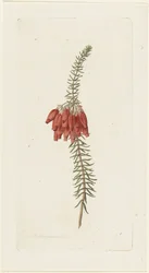 Fleurs (Erica Mammosa)