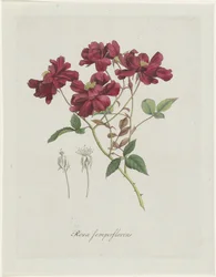 Rose de Chine (Rosa chinensis Jacq.)