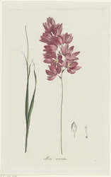 Ixia patens Aiton