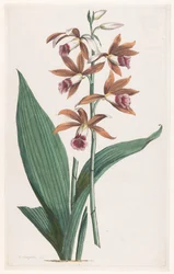 Orchidée des marais