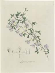 Genêt pourpre