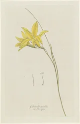 Gladiolus carinatus Aiton (Gladiolus tenellus var. flore majore)