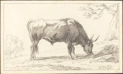 Un jeune taureau broutant