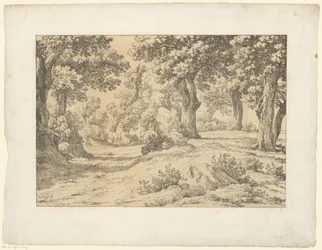 Vue de forêt