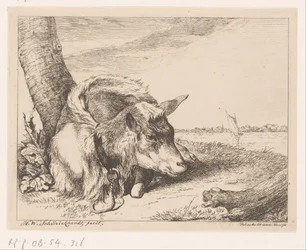 Chèvre couchée près de l