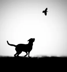 Silhouette d