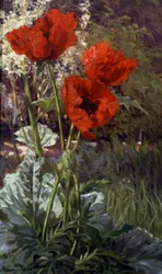 Coquelicots. Peinture de Henri Biva (1848-1928) Collection privee.