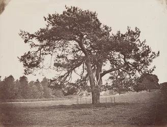 Parc de Hamilton Palace (Parasol Pine),c. 1858 (photo)