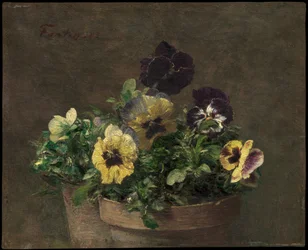 Pensées en pot