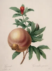 Choix des plus belles fleurs...plus beaux fruits: Grenade, 1827