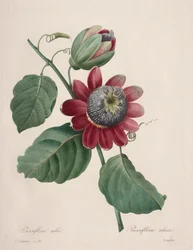 Choix des plus belles fleurs...plus beaux fruits: Passiflore ailée, 1827