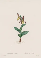 Les Liliacées : Cypripedium calceolus, 1802-1816