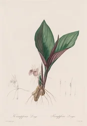 Les Liliacées : Kaempferia longa, 1802-1816