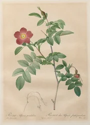 Les Roses: Rosa alpina pendulina, 1817-1824