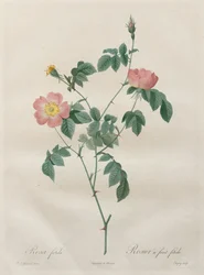 Les Roses : Rosa indica, 1817-1824