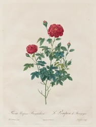 Rose Pompon, 1817-1824