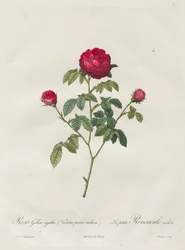 Rose de Provence ou rose française, 1817-1824