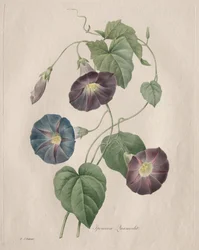 Gloire de l