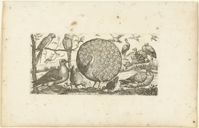 Dix-huit oiseaux (Oiseaux)