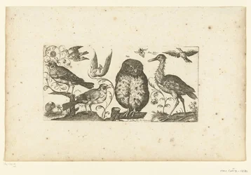 Neuf oiseaux et un insecte
