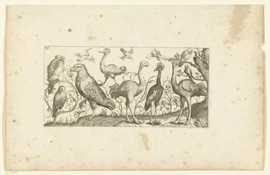 Douze oiseaux (Oiseaux)