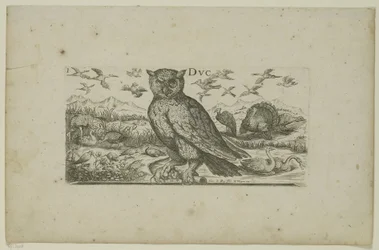 Hibou et autres oiseaux
