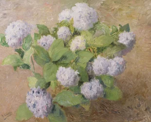 Hortensias bleus