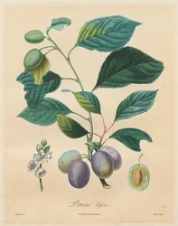 Traité des arbres fruitiers : Prune bifère, 1808-1835