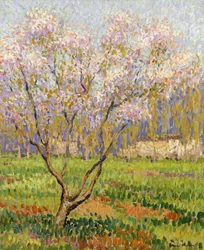 Pommiers en fleurs