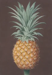 Le pin Antigua vert à feuilles lisses, 1807