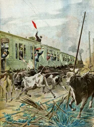 Un train attaqué par un troupeau de taureaux, 1895 (Illustration)