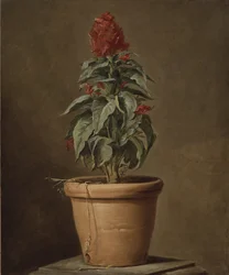 Une plante en pot