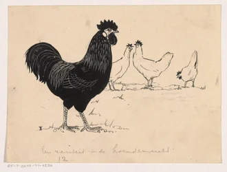 Poules