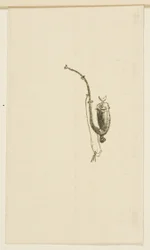 Cul-de-lampe de Au Pied du Sinaï