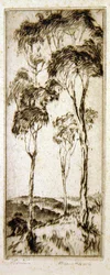 Eucalyptus
