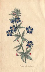 Pimprenelle italienne, Anagallis monellis, fleur