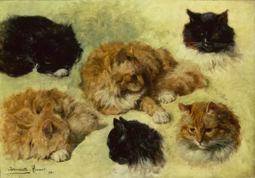 Études de chats