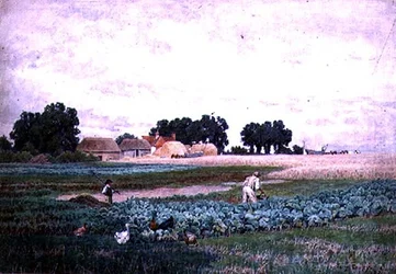 Champ de choux et ferme