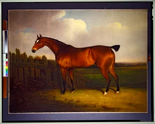 Un cheval de course bai, propriété de Charles 5e duc de Richmond et Lennox, dans un paysage