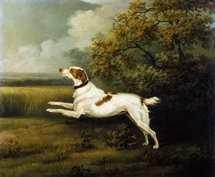 Un épagneul springer dans un paysage