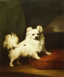 Son préféré, un papillon blanc debout sur un coussin