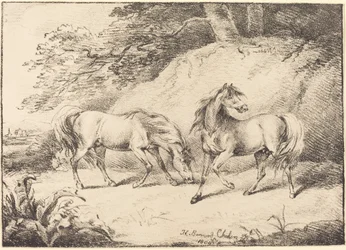 Chevaux sauvages