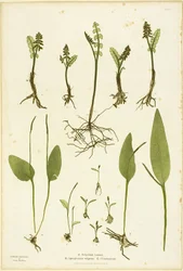 Gravure sur nature des fougères Moonwort et Adder